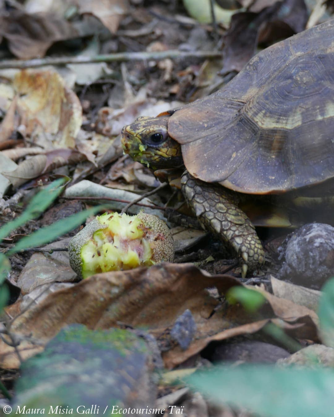 Excursion au Parc National de Taï (Ecotourisme Communautaire)