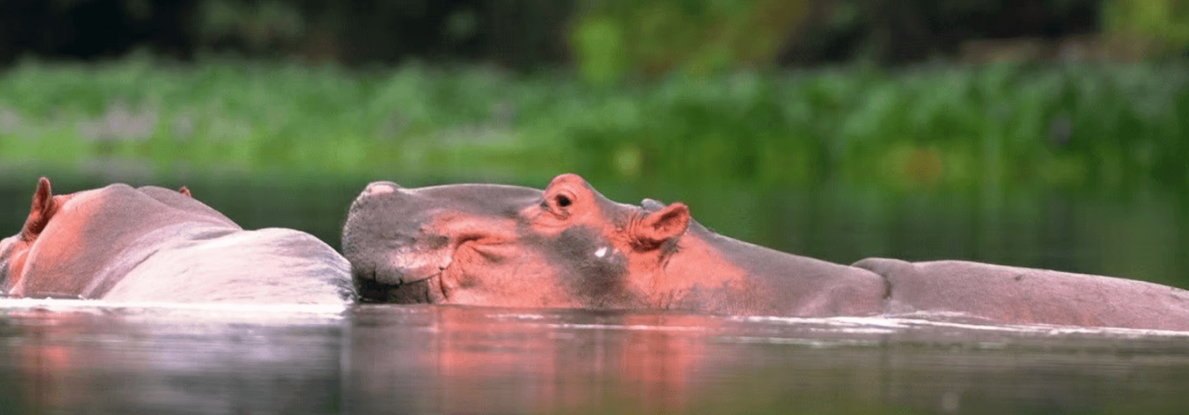 Excursion à la découverte des Hippopotames
