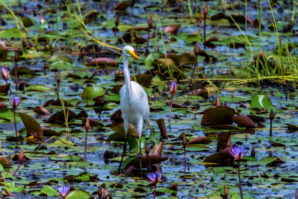 Visite du Parc national des îles Ehotilé en Pirogue - Photo 3