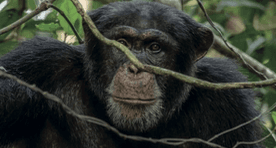 Expédition & Aventure à Taï