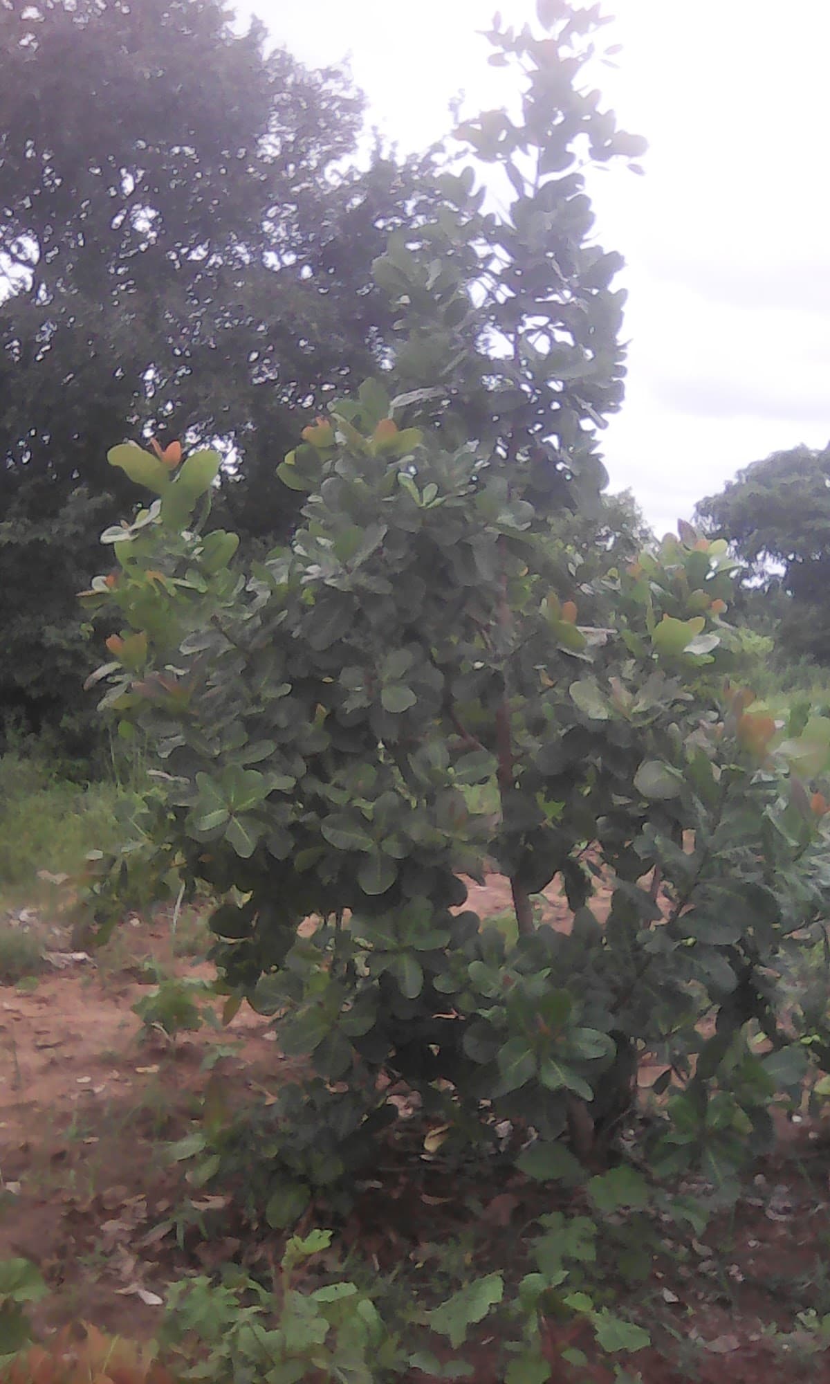 Restaurant Du BÉRÉ - Photo 3